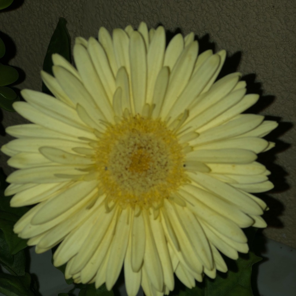 Meet your Posher, Isabel